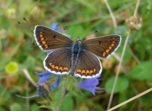 Aricia agestis