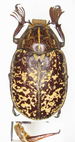 Réf. 38 445 : Polyphylla tonkinensis