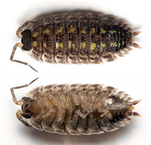 Porcellio spinicornis