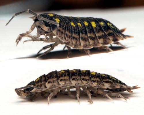 Réf. 38 524 : Porcellio spinicornis