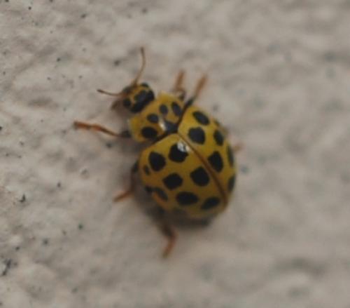 Psyllobora vigintiduopunctata