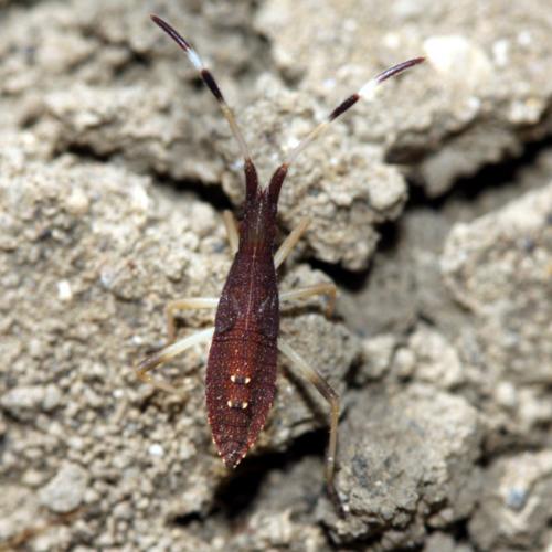 Dicranocephalus sp.