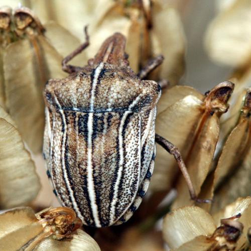Réf. 38 041 : Sternodontus obtusus