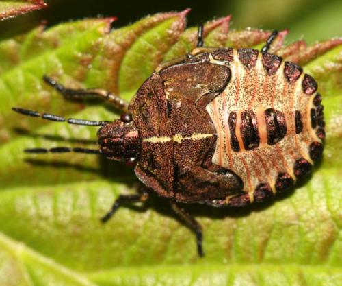Carpocoris melanocerus