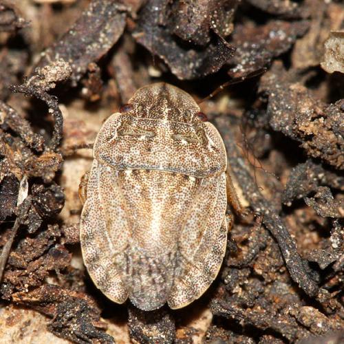 Réf. 38 531 : Sciocoris cursitans