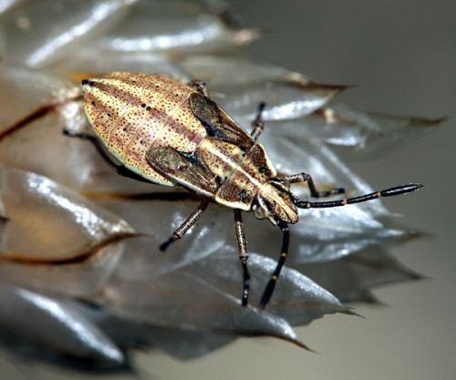 Réf. 38 340 : Maccevethus sp.