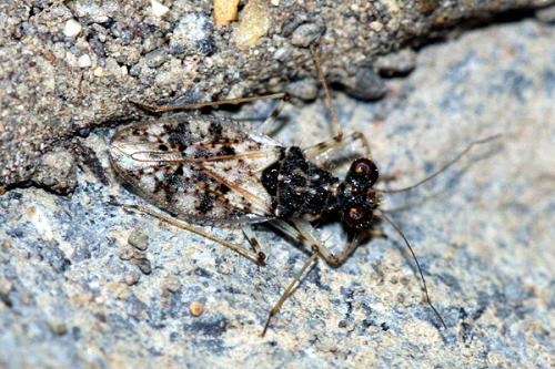 Leptopus marmoratus