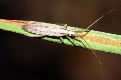 Réf. 38 532 : Stenodema laevigata