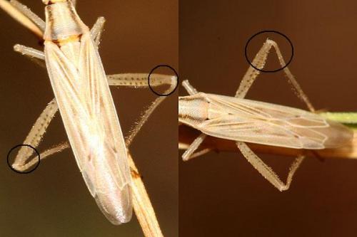 Réf. 38 533 : Stenodema laevigata