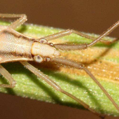 Stenodema laevigata