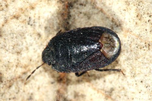 Ochetostethus sp.