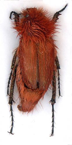 Réf. 38 942 : Pygopleurus koniae