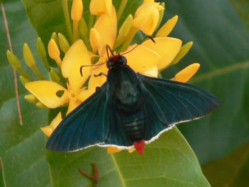 Pyrrhopyge sp.