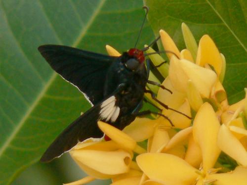 Pyrrhopyge sp.