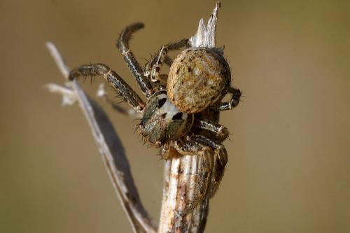 Xysticus sp.