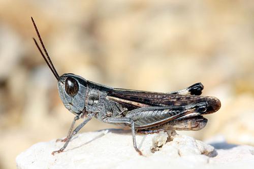 Ramburiella hispanica latipedium