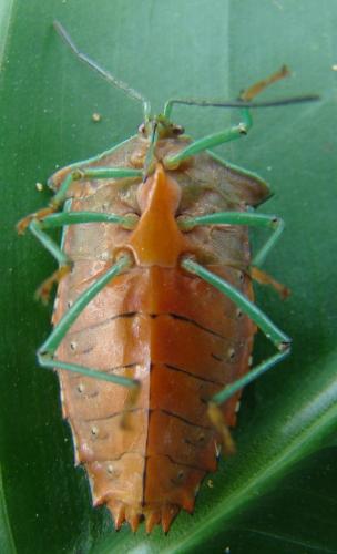 Piezosternum subulatum