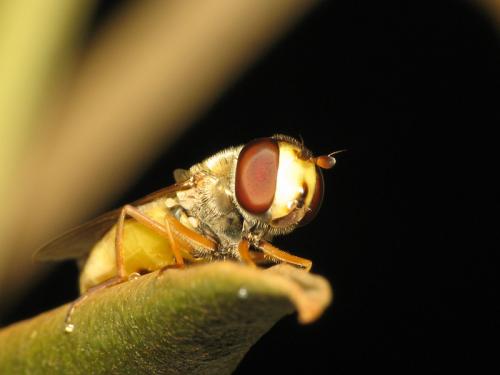 Eupeodes corollae