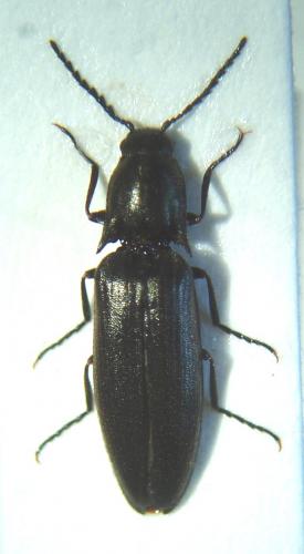 Réf. 38 512 : Sericus subaeneus