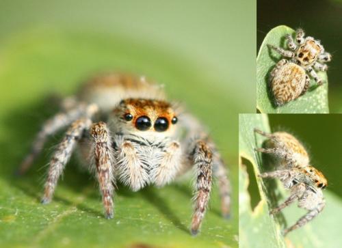 Réf. 38 218 : Carrhotus xanthogramma