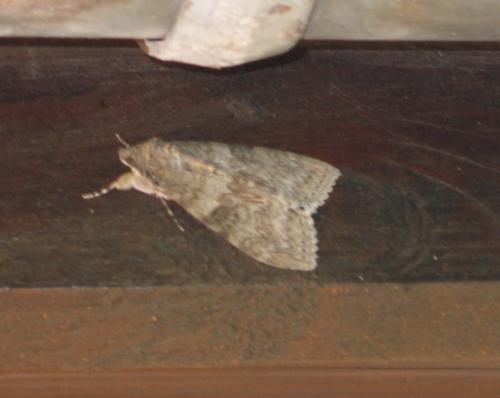Catocala nupta