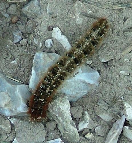 Réf. 38 077 : Lasiocampa quercus