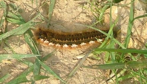 Euthrix potatoria