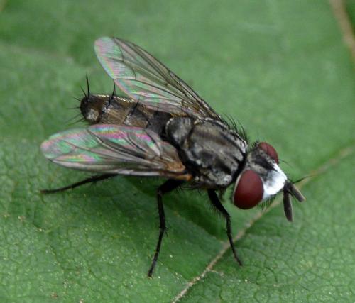 Réf. 38 765 : Metopia argyrocephala