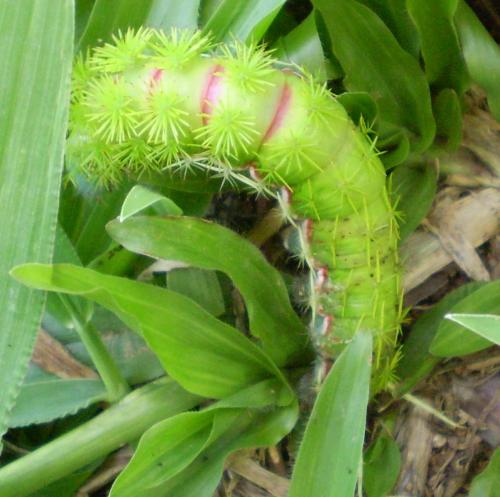 Automeris sp.