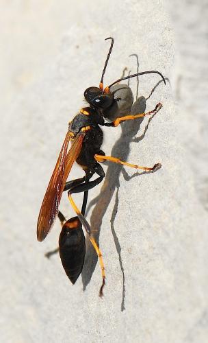 Réf. 38 960 : Sceliphron caementarium