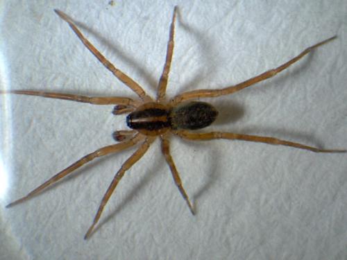 Scotina celans