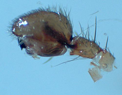 Scotina celans