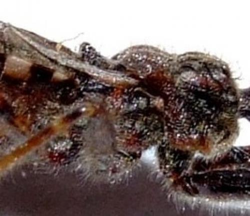 Coranus woodroffei