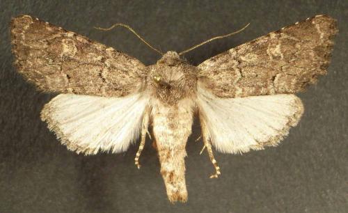 Luperina testacea