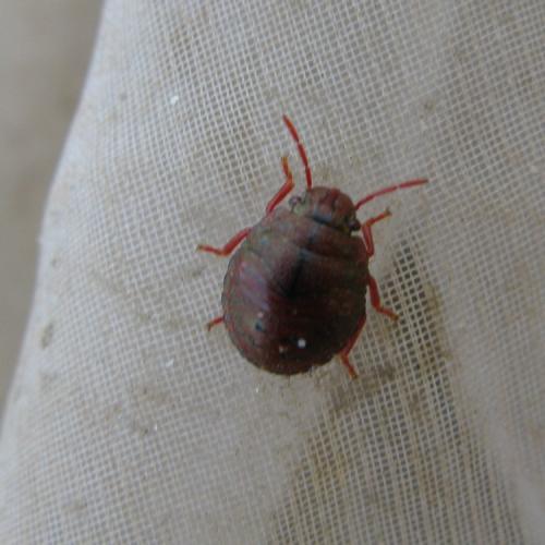 Solenosthedium bilunatum