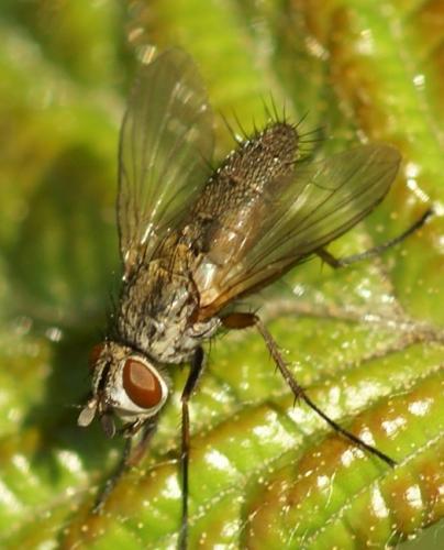 Solieria pacifica