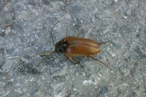 Cebrio gigas
