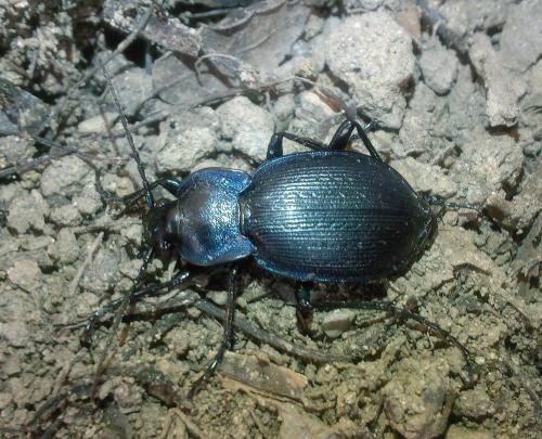 Réf. 38 396 : Carabus problematicus