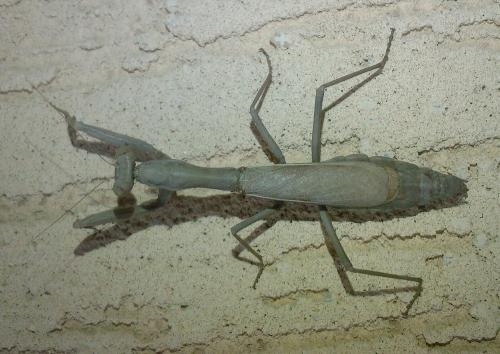 Réf. 38 766 : Iris oratoria
