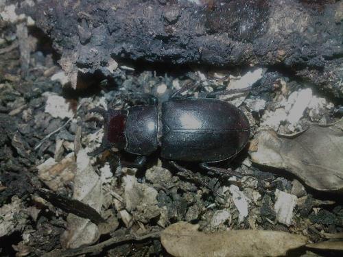 Réf. 38 882 : Lucanus tetraodon provincialis
