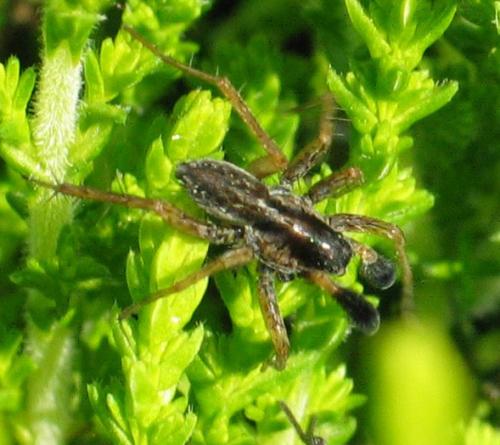 Pardosa nigriceps