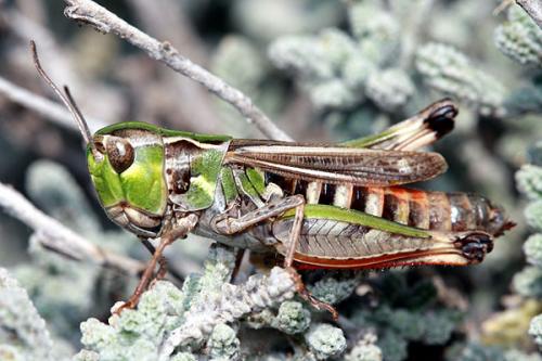 Stenobothrus grammicus