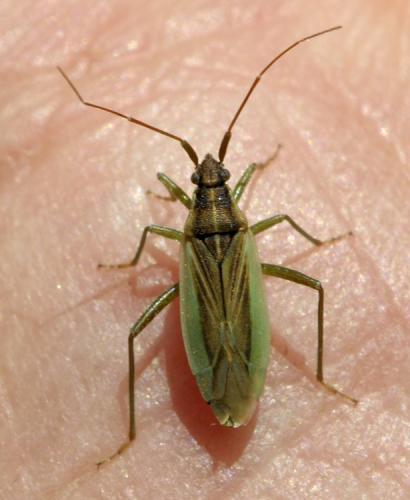 Réf. 38 517 : Stenodema holsata