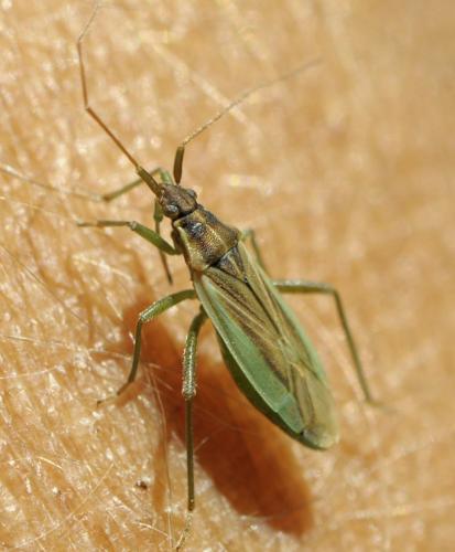 Stenodema holsata