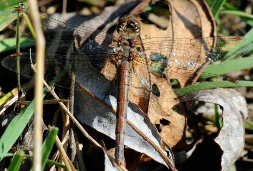 Réf. 38 989 : Sympetrum striolatum