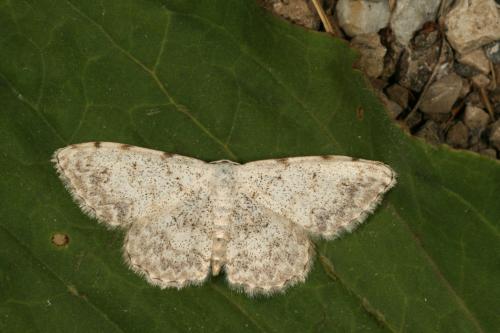 Réf. 38 955 : Scopula submutata