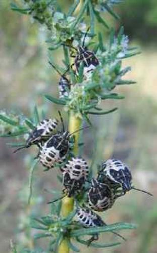 Codophila varia
