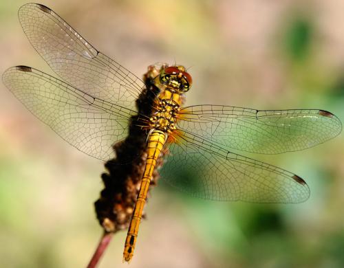 Sympetrum sanguineum