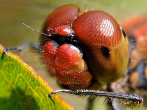 Sympetrum sanguineum
