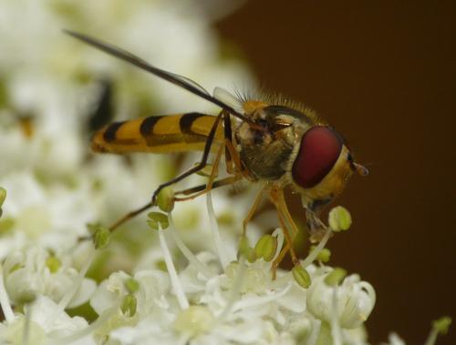 Réf. 38 923 : Meliscaeva cinctella